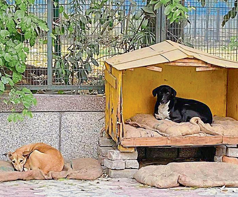 एनजीओ हेल्पिंग हैंड्स के युवा स्वयंसेवक, सड़क पर घूमने वाले कुत्तों के लिए जूट के बिस्तरों से बने पुराने ढंग के लकड़ी के घर बना रहे हैं।