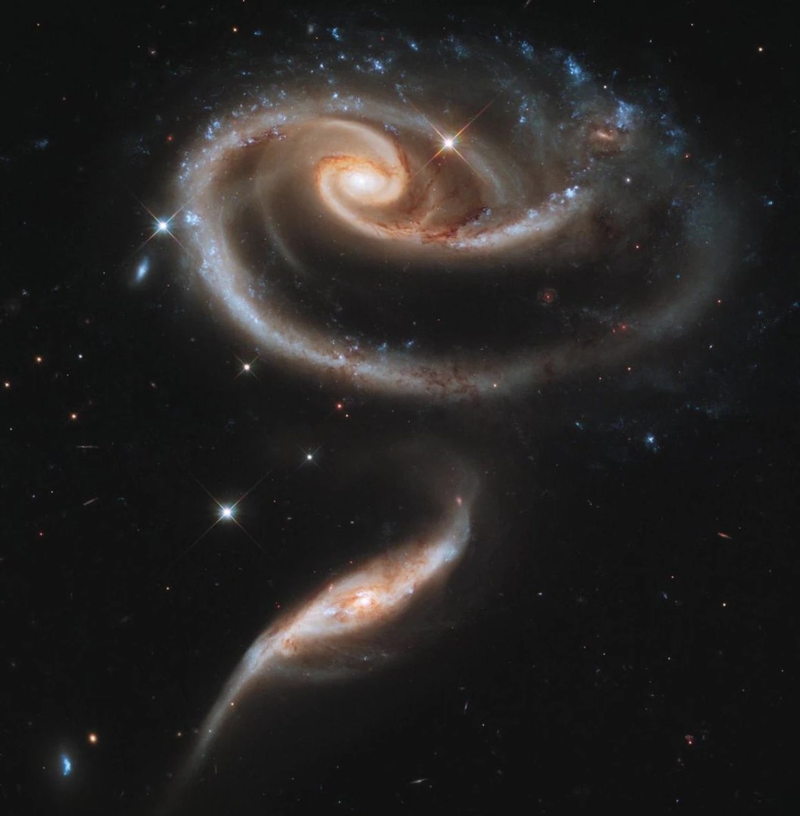 The way these two galaxies are aligned make them look like a rose. A larger, spiral galaxy makes up the petals of the flower, while the smaller galaxy looks like the stem. Intensely bright and hot young blue stars bathe the very top of the image in blue light. In the background of the image are other galaxies and stars.